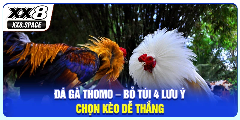 Đá Gà Thomo Cực Hấp Dẫn - Bỏ Túi 4 Lưu Ý Chọn Kèo Dễ Thắng